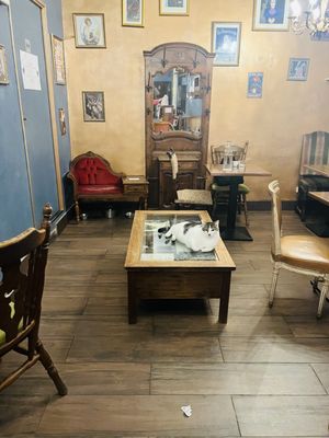 Le Café des Chats by null