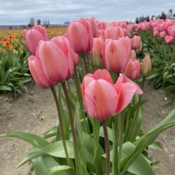 Tulip Town - Pink tulips! - Botanical Gardens Near Me - Mount Vernon, Washington Tulip Town - Pink tulips! - Botanical Gardens Near Me - Mount Vernon, Washington