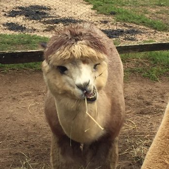 Island Alpaca - Knitting Supplies Near Me - Oak Bluffs, Massachusetts