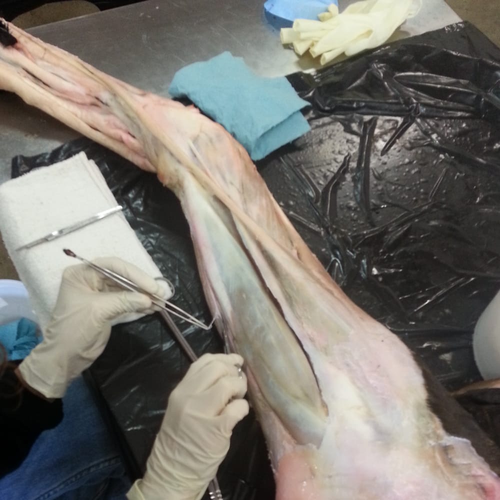 Plastination Arts - taxidermy in Tucson, AZ