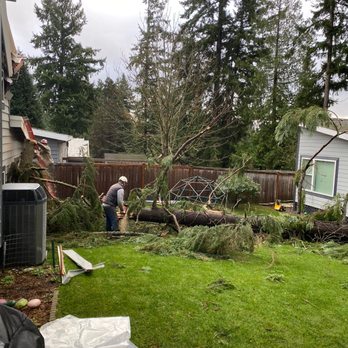 Urban Arborist - Tree Services Near Me - Seattle, Washington Urban Arborist - Tree Services Near Me - Seattle, Washington