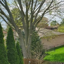 The Tree Surgeon - 3 Sections were hanging over pool causing shade and mess with leaves. Thank you Tree Surgeon for Trimming them off back on 11/27/2023. $500