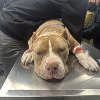 McGrath Veterinary Center - Post-anaphylactic shock and perfect triage/recovery from care team - Veterinarians Near Me - Sherman Oaks, California McGrath Veterinary Center - Post-anaphylactic shock and perfect triage/recovery from care team - Veterinarians Near Me - Sherman Oaks, California