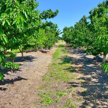 Brentwood Fruit Picking Calendar 2023 Bloomfield Cherries - Temp. Closed - 65 Photos & 41 Reviews - Pick Your Own  Farms - 501 Payne Ave, Brentwood, Ca - Phone Number - Yelp