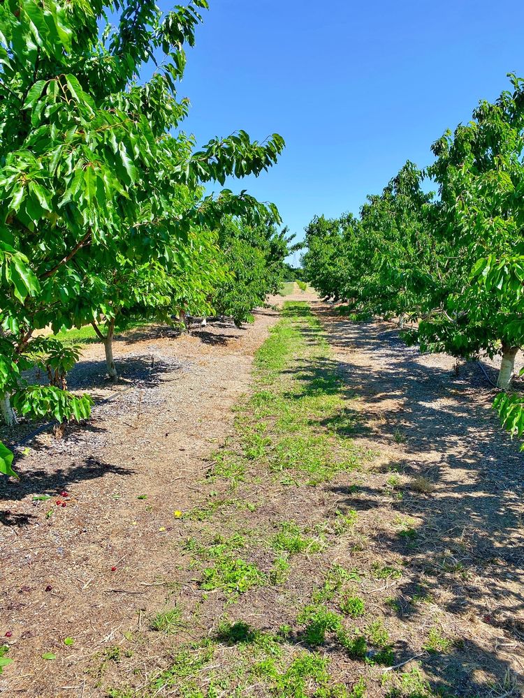 BLOOMFIELD CHERRIES TEMP. CLOSED Updated September 2024 68 Photos