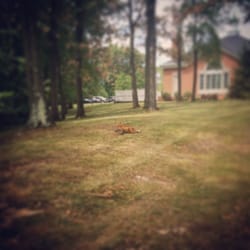 Independence Civic Center - A fox