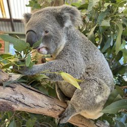 Picture Me Sydney - Koala
