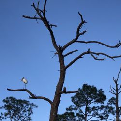 Pine Lake Preserve