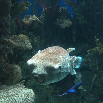 Shedd Aquarium - Happy to see you, too! :D - Aquariums Near Me - Chicago, Illinois Shedd Aquarium - Happy to see you, too! :D - Aquariums Near Me - Chicago, Illinois