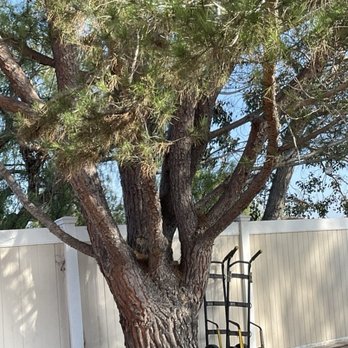 Vista Del Rey Tree Services - Pine tree to be removed. - Tree Services Near Me - Vista, California Vista Del Rey Tree Services - Pine tree to be removed. - Tree Services Near Me - Vista, California