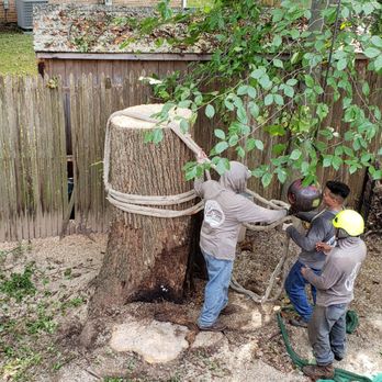 JL Tree Service - The last of the 3 trunks being removed. - Tree Services Near Me - Fairfax, Virginia