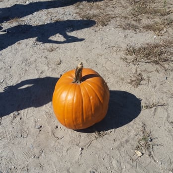 Jaswell's Farm - Beautiful pumpkin at the farm - Farmers Market Near Me - Smithfield, Rhode Island