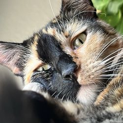 Chabot Veterinary Clinic - Wini
