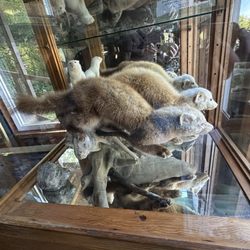 Butler's Motel - Nancy's nature museum