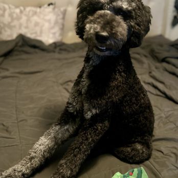La Bella Paw Spa - Pet Groomers Near Me - Chandler, Arizona