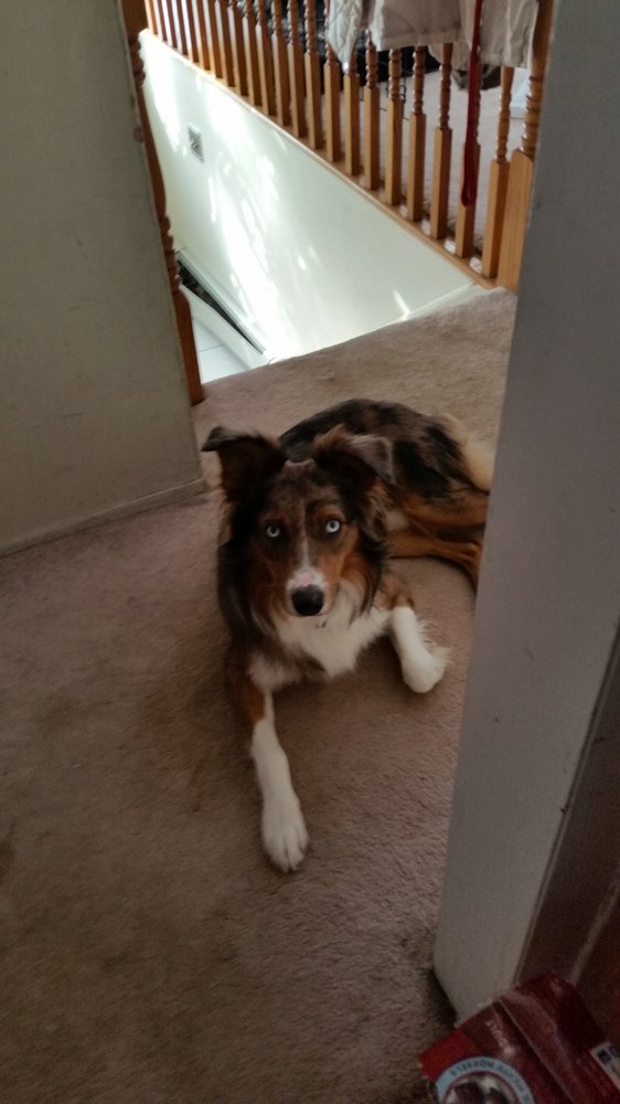 WALKING BUDDIES PET SERVICE 10 Photos 7 Lorene Dr, Lagrange, NY Yelp