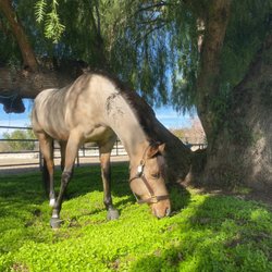 Eclipse Farms