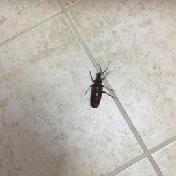 Big bug is on floor on the first day move in. Then there are more crickets visit you at night!