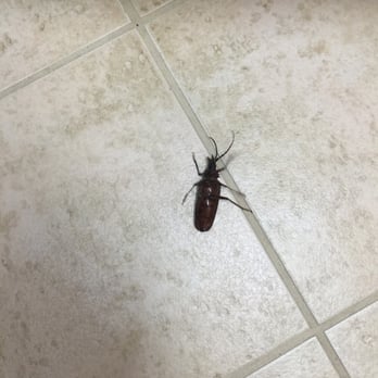Villaggio At La Quinta - Big bug is on floor on the first day move in. Then there are more crickets visit you at night! - Apartments Near Me - La Quinta, California