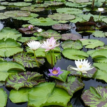International Waterlily Collection - Botanical Gardens Near Me - San Angelo, Texas International Waterlily Collection - Botanical Gardens Near Me - San Angelo, Texas