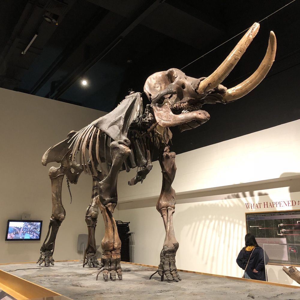 New York State Museum - Mastodon - Museums Near Me - Albany, New York New York State Museum - Mastodon - Museums Near Me - Albany, New York