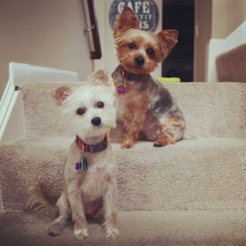 The Pup Camp - Precious and Gabby with their summer cuts. - Dog Walkers Near Me - Gambrills, Maryland