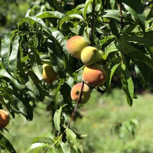 WATER TOWER FARMERS MARKET - 200 Post Ave SW, Winter Haven, Florida