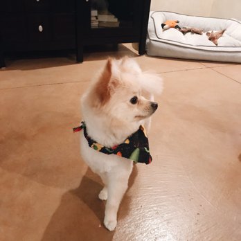 Turquoise Tails - Thomas posing and loving his fresh cut! - Pet Groomers Near Me - Santa Fe, New Mexico