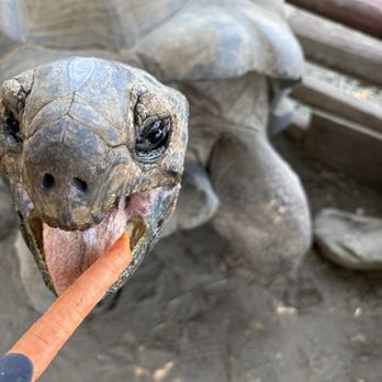 The Tortoise Home Campbell - Attraction Farms Near Me - Campbell, California