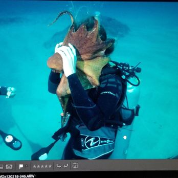 Underwater Oahu - Octopus wanting to try out scuba first hand! Lol! - Scuba Diving Near Me - Waianae, Hawaii Underwater Oahu - Octopus wanting to try out scuba first hand! Lol! - Scuba Diving Near Me - Waianae, Hawaii