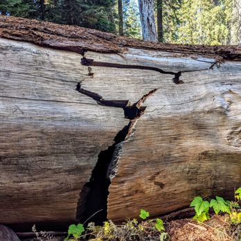 Crescent Meadow and Tharp's Log - Hiking Near Me - Sequoia National Park, California Crescent Meadow and Tharp's Log - Hiking Near Me - Sequoia National Park, California