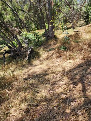 Elysian Park Trail by null