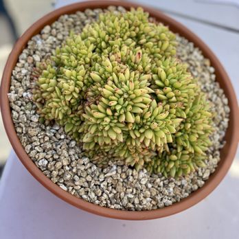 11:1 Succulent Nursery - Agavoides 'Elk Soul' Crested - Nurseries & Gardening Near Me - Whittier, California 11:1 Succulent Nursery - Agavoides 'Elk Soul' Crested - Nurseries & Gardening Near Me - Whittier, California