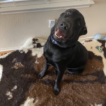 Healthy Paws Veterinary Center - Black lab - Veterinarians Near Me - Little Elm, Texas Healthy Paws Veterinary Center - Black lab - Veterinarians Near Me - Little Elm, Texas