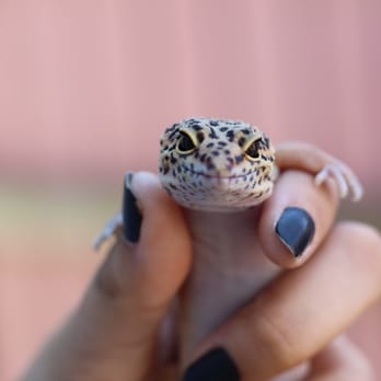 Petco - My gecko I purchased from this Petco! - Pet Stores Near Me - Downey, California Petco - My gecko I purchased from this Petco! - Pet Stores Near Me - Downey, California