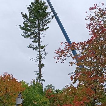 Bowdoin Boys Tree Service - Tree being carefully lowered down for chipping - Tree Services Near Me - Bowdoin, Maine Bowdoin Boys Tree Service - Tree being carefully lowered down for chipping - Tree Services Near Me - Bowdoin, Maine