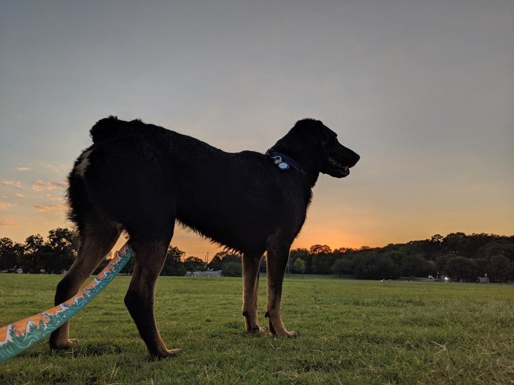 ATX Water Dogs - pet boarding facility in Austin, TX