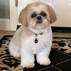 Treats Natural Pet Marketplace