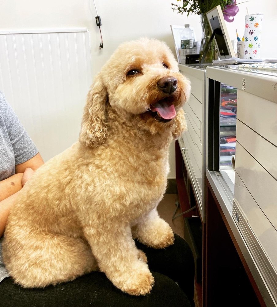 DOOS 4 DOGS 49 Photos & 10 Reviews 852 Commerce St, Thornwood, New