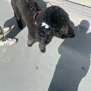 Poodleland Dog Grooming - Pet Groomers Near Me - Bellflower, California