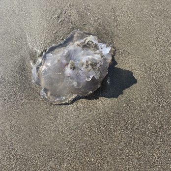 Manresa State Beach - Jelly fish - Beaches Near Me - Watsonville, California Manresa State Beach - Jelly fish - Beaches Near Me - Watsonville, California