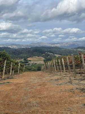 Bella Vineyards & Wine Caves by null