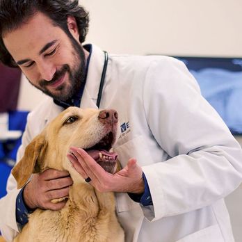 Thrive Pet Healthcare - Sicklerville - Veterinarians Near Me - Sicklerville, New Jersey Thrive Pet Healthcare - Sicklerville - Veterinarians Near Me - Sicklerville, New Jersey