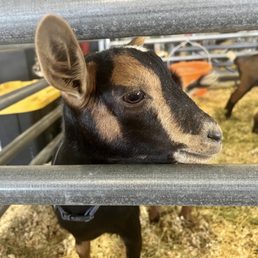 My favorite goat from Sonoma county fair