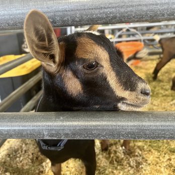 Sonoma County Fair - My favorite goat from Sonoma county fair - Festivals Near Me - Santa Rosa, California