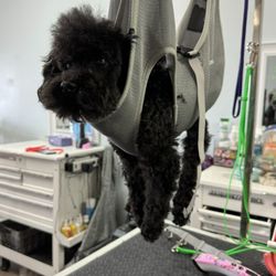 A Dog's Place