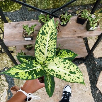 Perfect Choice Nursery - Nurseries & Gardening Near Me - Southwest Ranches, Florida Perfect Choice Nursery - Nurseries & Gardening Near Me - Southwest Ranches, Florida