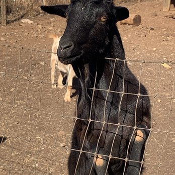 Maui Animal Farm - Petting Zoos Near Me - Lahaina, Hawaii