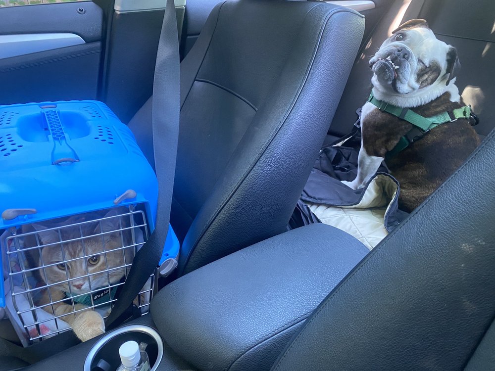 CATHEDRAL ANIMAL HOSPITAL - 8904 N Ivanhoe St, Portland, OR - Yelp CATHEDRAL ANIMAL HOSPITAL - 8904 N Ivanhoe St, Portland, OR - Yelp