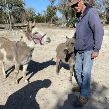 D & D Ranch - Mr. Dan introducing the mini donkeys. - Animal Assisted Therapy Near Me - Harper, Texas